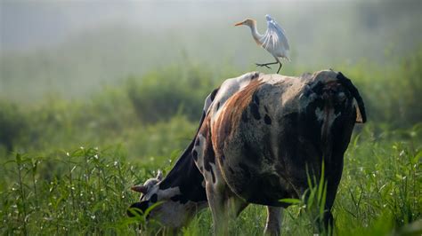 Cattle Egret And Cattle