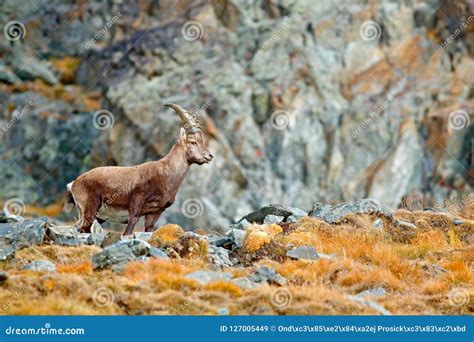 Alpine Ibex, Capra Ibex, with Autumn Orange Larch Tree in Hill ...