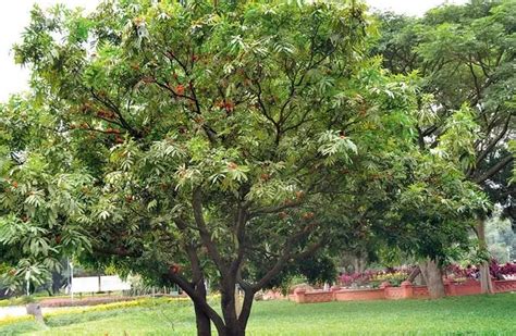 Ashoka tree: जिस घर में होता है यह पेड़ वहां अकाल मृत्यु और चिंताएं ...