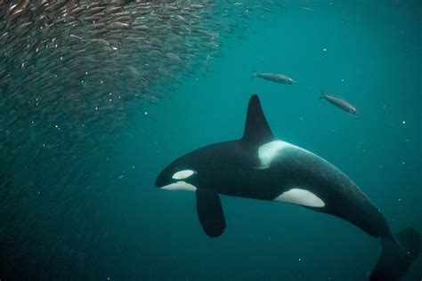 Swimming With Killer Whales