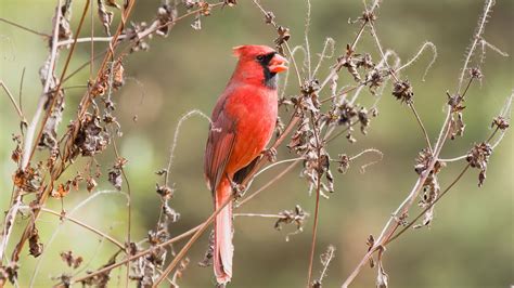 The Virginia state bird. I wish I could see the state bat, The Virginia ...