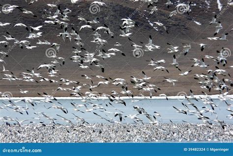 Snow Goose Migration stock photo. Image of birds, aves - 39482324