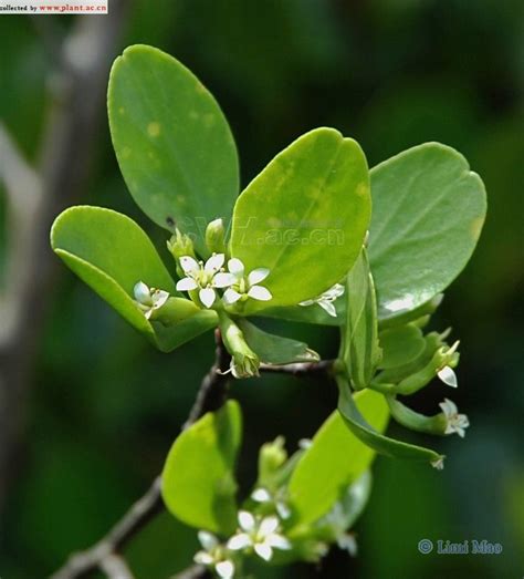 榄李Lumnitzera racemosa Willd._植物图片库_植物通