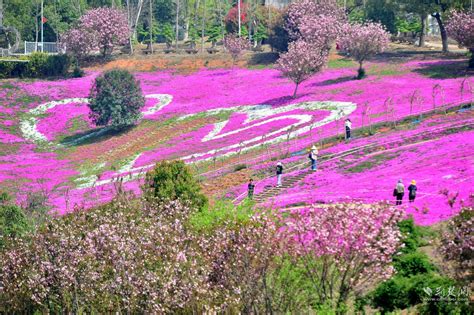 芝樱花为媒，夷陵区鸦鹊岭迎来旅游热-荆楚网-湖北日报网