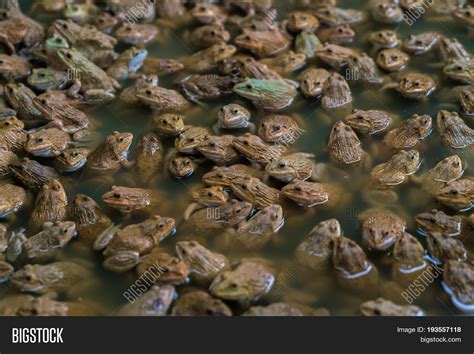 Many Frogs Found Pond Image & Photo (Free Trial) | Bigstock