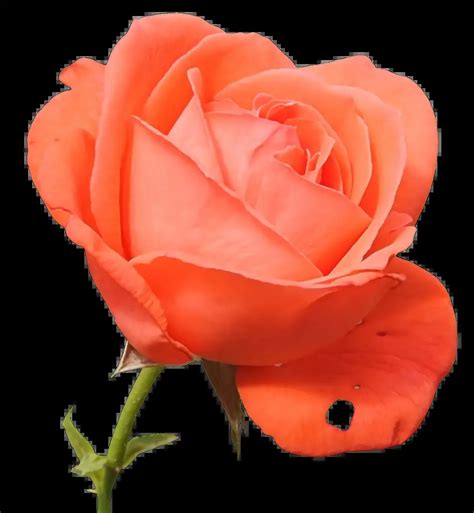 Image result for Flower