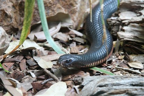 Taipan snake: what it is like, what is its habitat, what it eats and reproduction