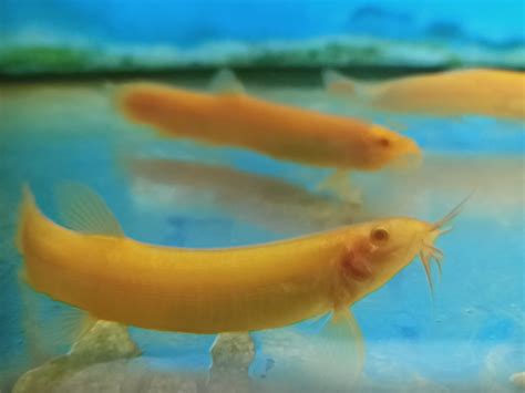 GOLDEN DOJO LOACH – 黄金鳅 – Su's Aquatic