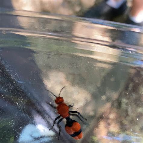 Red Oak Campground — James River State Park | Greenway, Virginia