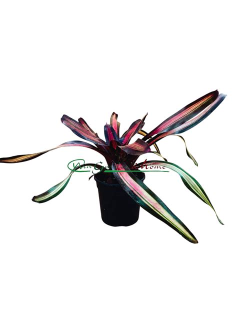 Neoregelia Pimiento - Win Garden & Home