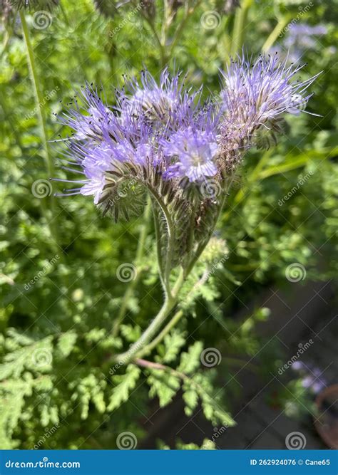 Tansy Phacelia (Phacelia Tanacetifolia) Stock Photo - Image of flora, flowering: 262924076