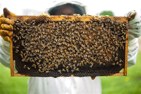 Free Images : agriculture, apiary, beehive, beekeepers, beekeeping ...