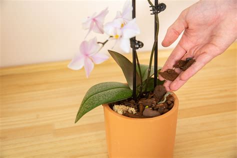 How to Care for Orchid? Expert Tips for Thriving Blooms - Indoor plants ...