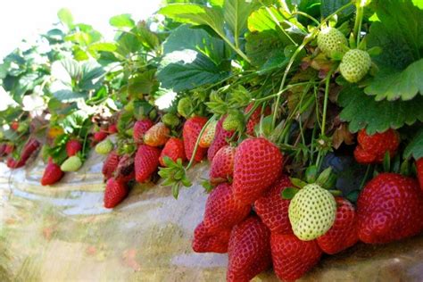 草莓的种植方法和技术-农业技术-天天学农