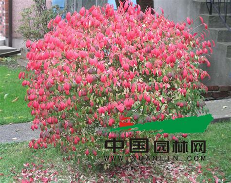 小“多肉”摆出大盆景，首届江苏组合盆栽大赛在“中国花木盆景之都”如皋举行