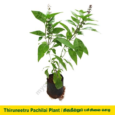 Great Basil Plant / Thiruneetru pachilai Plant – MyOwnGarden®