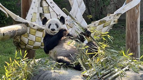 “丫丫”回到北京动物园：需静养，暂不对外展出_北晚在线