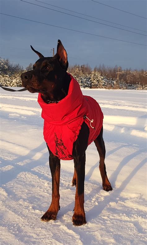 Top 10 best dog winter coats for 2022 2023 reviewed tested – Artofit