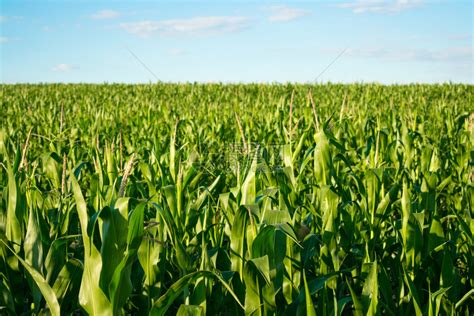 青蓝天空的玉米田里成熟的绿色玉米在阳光明媚的一天高清图片下载-正版图片303448038-摄图网