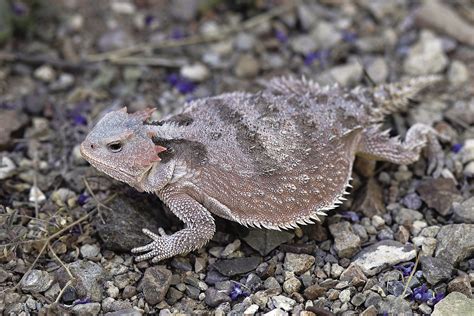 See the Lizard That Shoots Blood From Its Eyes | National Geographic