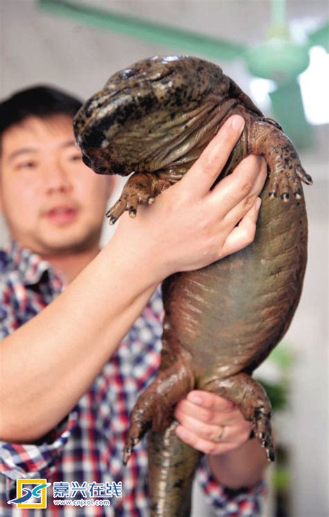 网友举报兜售保护动物"娃娃鱼" 宠物达人:这是六角恐龙_新闻频道_央视网(cctv.com)