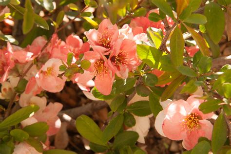 Quince Flowering Shrub