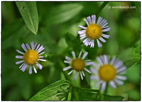 White Flowers Yellow Center at Robert Bible blog