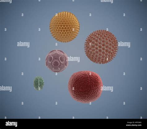 Pollen grain microscope hi-res stock photography and images - Alamy