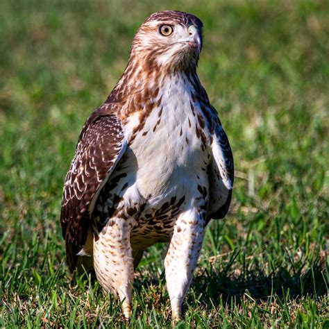 Florida Birds of Prey (updated Feb 2024) - Birds E-Pedia
