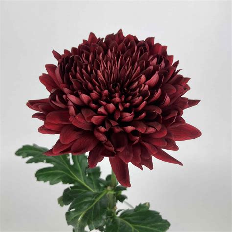 FOOTBALL MUM BURGUNDY - Wholesale Bulk Flowers - Cascade Floral