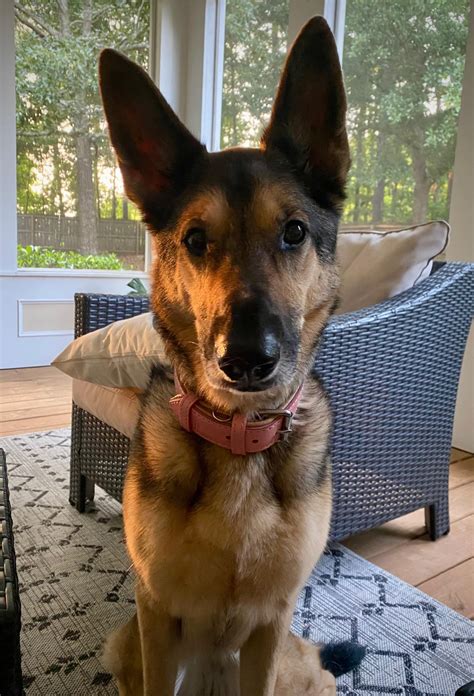 Bucket List Suggestions, weeks left with my sweet girl : r/germanshepherds
