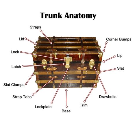 What Are The Parts Of The Trunk at Donna Champion blog