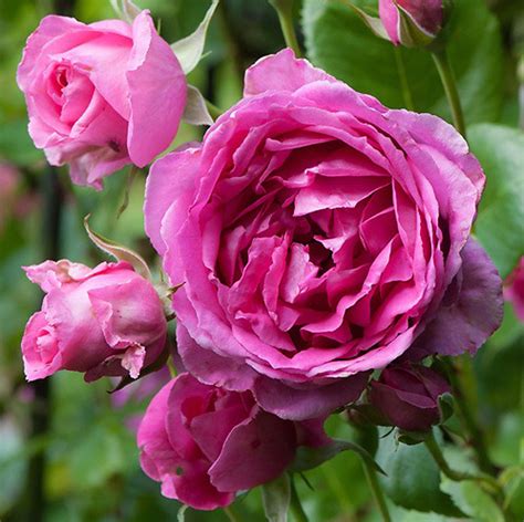 Mainaam Garden | The Best Rose Varieties | Cymbidium Orchids