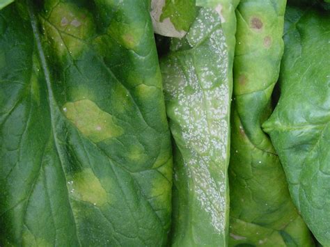 PLANTanswers: Plant Answers > Spinach White Rust Disease