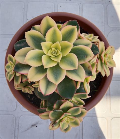 Plantas para hombres: Aeonium haworthii, Aeonium kiwi