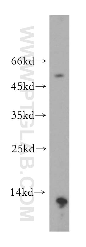 MLN antibody (18824-1-AP) | Proteintech