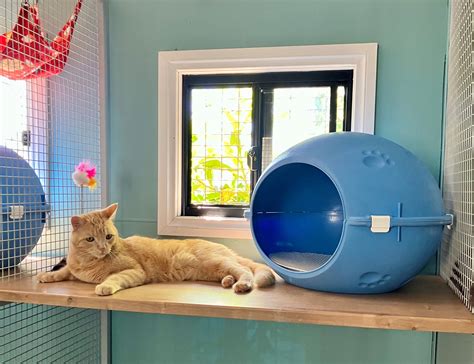 A Dogs Domain and Cats too | Care for your furry friends, your family.