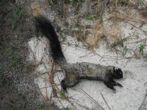 North Carolina River Fishing and Canoeing with Mack: Fox Squirrel Hunt ...