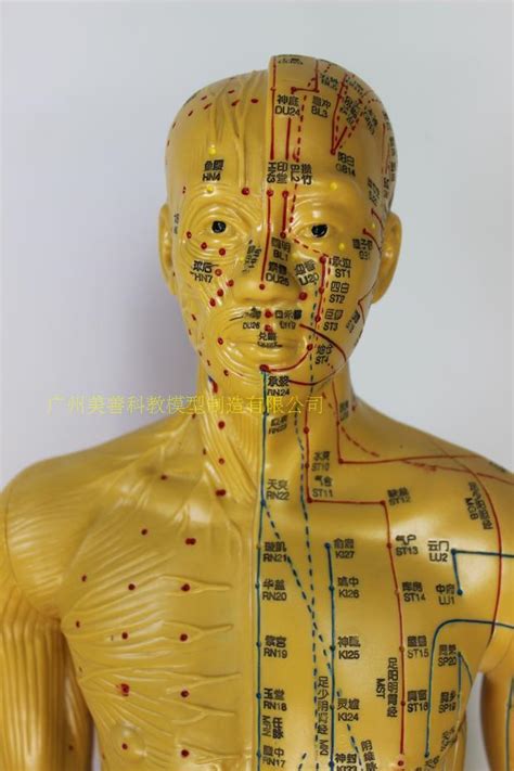 85CM针灸铜人刻字人体穴位模型男女经络通推拿按摩教学高清模型-阿里巴巴