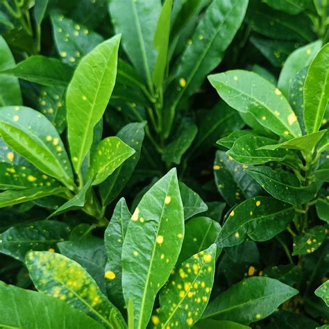 Dust Potted Plants at Mitzi Mcclain blog