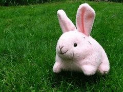 Image result for Funny Bunny Images