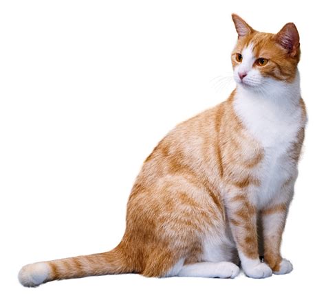Image result for Cat Delete O2 Sensor