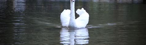 Download wallpaper lake, beautiful, Swan, section animals in resolution ...