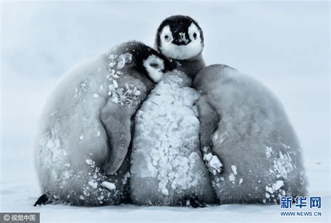 萌萌哒！南极洲帝企鹅宝宝抱团取暖_新闻频道_中国青年网