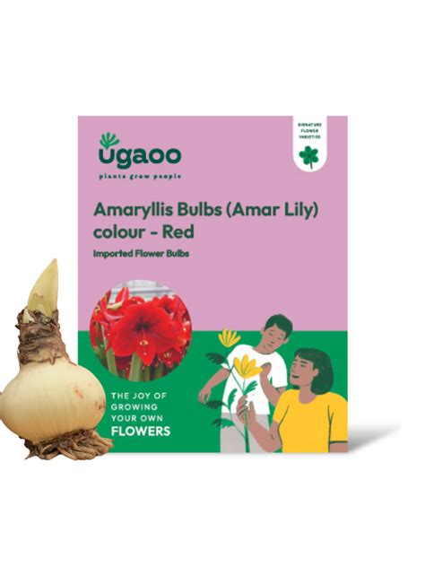 Buy Red Amaryllis Bulbs | Amaryllis bulb care, How to grow & Tip – Ugaoo