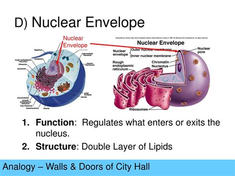 PPT - Cell Organelles Analogy PowerPoint Presentation, free download ...