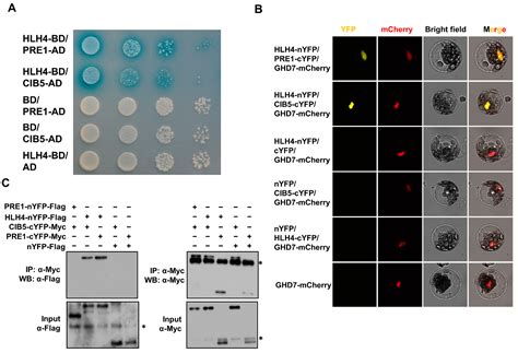 Overexpression of HLH4 Inhibits Cell Elongation and Anthocyanin ...