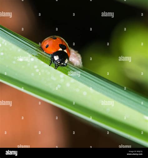 10 Astonishing Micro Shots: A Close Up Of Ladybird