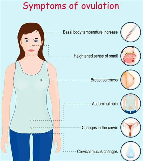 Signs Of Ovulation: 9 Key Symptoms & Testing Methods