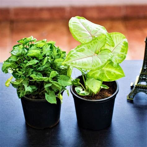 Buy Set of 2 Syngoniums for Indoor Air Purification online from ...